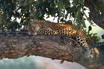 Leopard / Leopard / Panthera pardus.