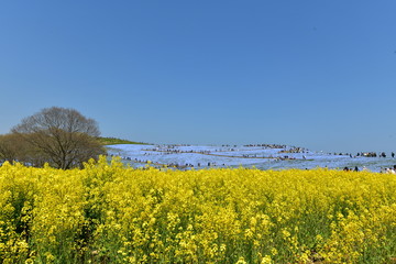 菜の花畑