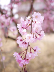 Cherry Blossom Flowers in Spring Season with Blur Background in Japan