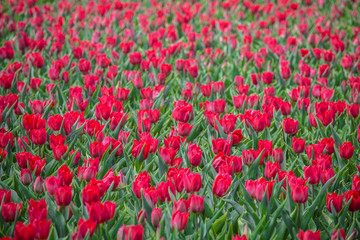 Red tulips flower bed in the park. Red tulip field, spring background in red color.