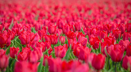 Red tulips flower bed in the park. Red tulip field, spring background in red color. Close up. Selective focus.
