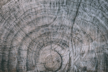 Fototapeta premium Abstract texture of tree stump, crack wood ancient