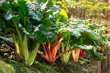 Fresh organic Rainbow Swiss Chard; leafy green vegetable common in Mediterranean cuisine, particularly Italian, it's featured in salad, pasta dishes, in risotto and on pizza;  ready for harvest.
