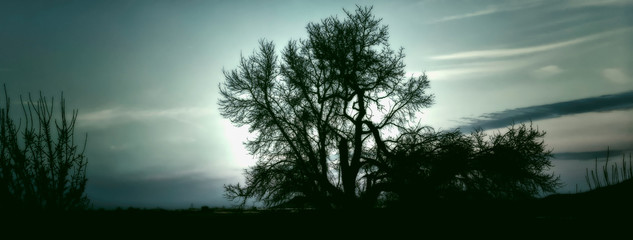 Fototapeta premium silhouette of trees at nightfall