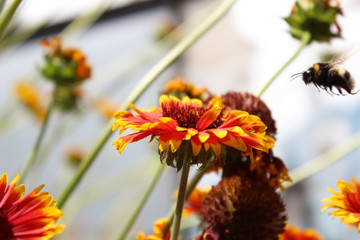 Blume mit anfliegender Hummel