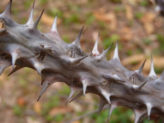 Maasai Mara, Kenia, safari