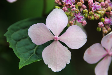 Blume, pink