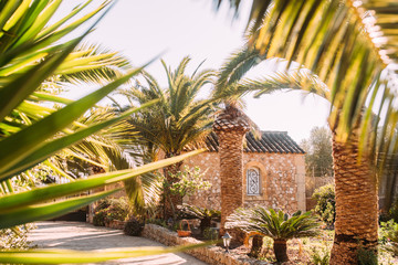 Palmen mit Natursteinmauer auf Mallorca im Sonnenlicht