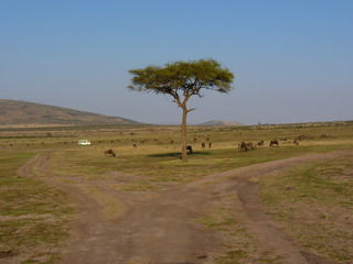 Maasai Mara, Kenia, safari