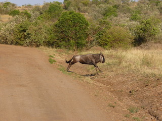 Maasai Mara, Kenia, safari