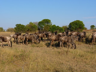 Maasai Mara, Kenia, safari