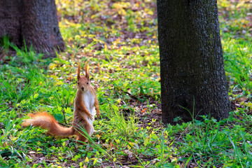 A little orange squirrel stands on its hind legs on a sunny glade of a city park.