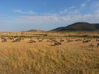 Maasai Mara, Kenia, safari