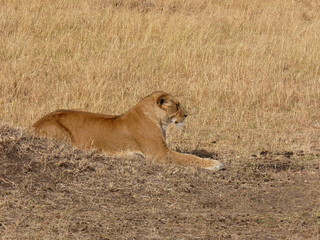 Maasai Mara, Kenia, safari