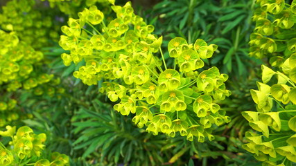 Close up beautiful Bells of Ireland flowers, Shell flower.