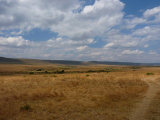 Fototapeta premium Maasai Mara, Kenia, safari