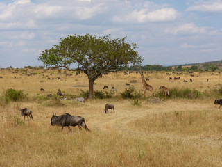 Maasai Mara, Kenia, safari