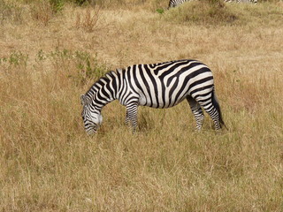 Obraz na płótnie Canvas Maasai Mara, Kenia, safari