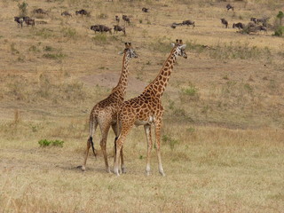 Maasai Mara, Kenia, safari