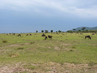 Maasai Mara, Kenia, safari