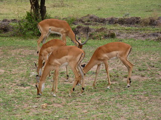 Maasai Mara, Kenia, safari