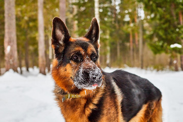 Dog German Shepherd in a winter day