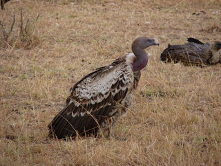 Maasai Mara, Kenia, safari