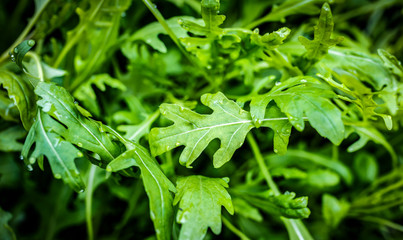 fesh roquette/rucola/wild rocket / (type of lettuce) in a glasshouse