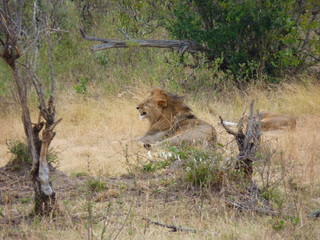 Maasai Mara, Kenia, safari