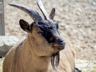 portrait of male Billy Goat