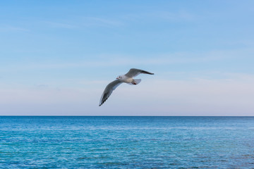 Fototapeta na wymiar Seagull flying against the background of the sea and blue sky