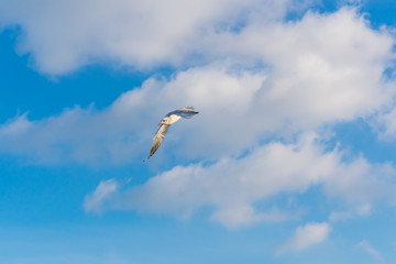 Seagull swoops down on a cloudy sky background
