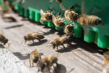 Hongbienen