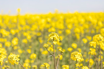 Canola field and water fountains
