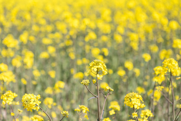 Canola field and water fountains