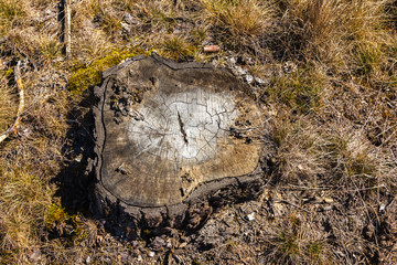  felled trees in the forest in the end of summer. Timber industrial background