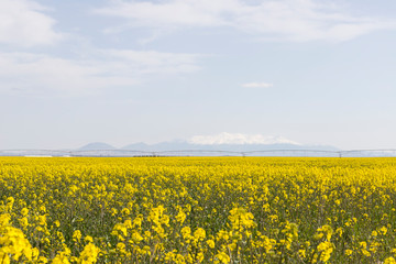 Obraz premium Canola field and water fountains