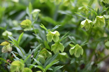 Grüne Nieswurz (Helleborus viridis)
