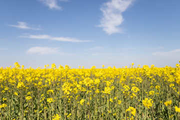 Canola field and water fountains
