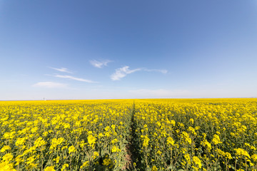 Obraz premium Canola field and water fountains