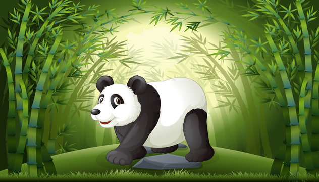A panda in bamboo forest