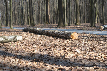 Just an old derov among the forest