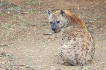 Obraz premium Tüpfelhyäne / Spotted hyaena / Crocuta crocuta