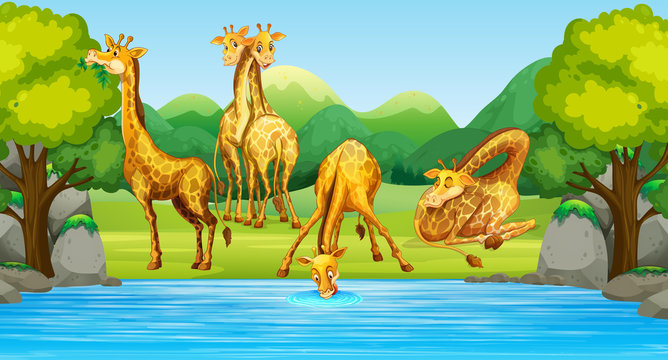 Group of giraffe in nature