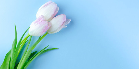 Delicate pink with white tulips on a blue background.
