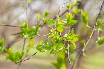 first buds on trees in spring. selective focus. 