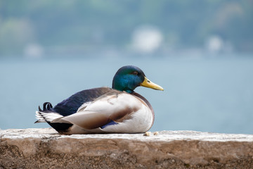 Male Mallard lying on a wall