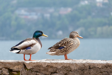 Male and female Mallard standing on a wall