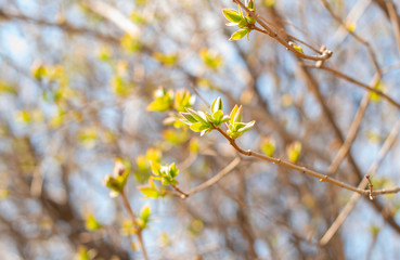 first buds on trees in spring. selective focus. 