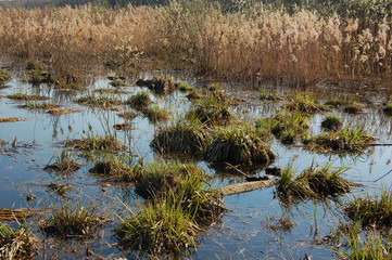 Mire in national park Losiny Ostrov near Moscow, Russia